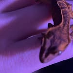Derek Wyatt crago - @derekwyattcrago - Instagram