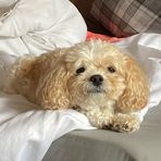 Derek Cummings - Facebook