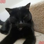 Derek Doyle - @sir_derek_fluffington - Instagram