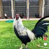 Derek Estrada - @derek.estrada04 - TikTok