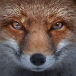 Derek Fox - @derekfox4 - Instagram