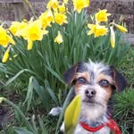 derekfox - @derekfoxthedog - Instagram