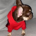 Derek Gaines - @shaquanathefrenchie - Instagram