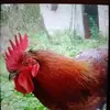 Derek Gantes - @derek.gantes - TikTok