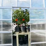 Derek Garden And Greenhouse - @dereks.garden - Instagram