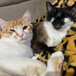 Megzinha /Derek Garfield - @meg_derekgarfield - Instagram
