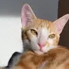 Derek, e agora? - @gato.derek - TikTok