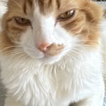 Derek Gato Laranja oficial - @gatolaranjaof - Instagram