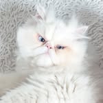 Derek Shepherd, o gato - @derek_gato - Instagram