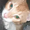 gato.derek - @derek.gato - TikTok