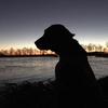 Derek Gentile - @zeusbirddog - TikTok
