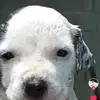 Dereck Guajardo585 - @dereckguajardo585 - TikTok
