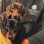 Derek & Gunner - @derek_and_gunner - Instagram