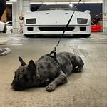 Derek Gunn - @derekppf - Instagram