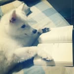 Derek Han - @pthan81 - Instagram