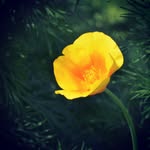 Derek Handy - @dh.flowers - Instagram