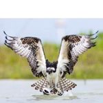 Derek Hargett - @derekthe_bird - Instagram