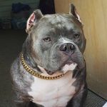 Derek Hartford - @nebraska__state_bullyz_derek - Instagram