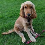 Alfie Derek Parsons-Herd - @alfie__cocker_spaniel - Instagram