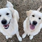 Derek Hillman - @hillmans.glorious.goldens - Instagram