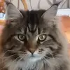 Derek Hull578 - @derekhull5781 - TikTok