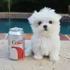 Derek Jason - @petfamilyy - TikTok