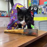 🐈 Derek 🐈 - @derek.jollyes.skegness - Instagram