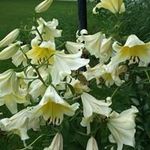 Derek Lamont - @burgergreenpepper - Instagram
