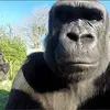 Derek Longwood - @derek.longwood - TikTok