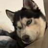 Derek Madsen - @derekmorphed - TikTok
