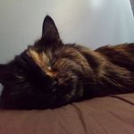 Derek Maestas - @sad_lil_doge - Instagram