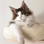 Derek & Emily - @derek_emily_mainecoon - Instagram