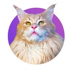 DEREK | O GATO MAINE COON - @derekogato_ - Instagram