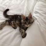 Derek Bear Maine Coon Cat - @derek.bearmaine_coon - Instagram