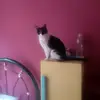 DEREK - @derekman - TikTok