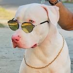 Derek Marques 🐶 - @derek.pit - Instagram