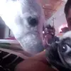 pelusa🕊️ - @derek.marquez88 - TikTok