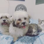 DEREK BARRY MAZE LOGAN - @filhos.pets_ - Instagram