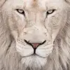 Derek Merchant - @derekmerchant2 - TikTok