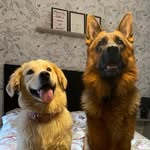 Derek & Meredith 🐶 - @derekmeredith1 - Instagram