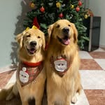 @derek_meredith_goldens - Instagram