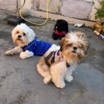 Kiara_Derek_Meredith_Malu❤️ - @kiara_derek_meredith_malu_pets - Instagram