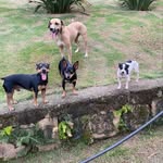 Popo-melissa-derek-meredith - @popo_e_os_3_irmaos - Instagram