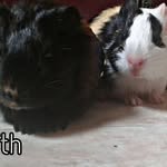 PorquinhosDaIndia/GuineaPigs 🐹 - @derek__meredith_ - Instagram