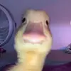 Derekmoereno - @user3455672021431 - TikTok