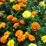 Derek Morrow - @derek.morrow.509 - Instagram