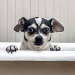 Derek Mosher - @bananathedoggy - Instagram