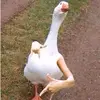 Derek Nadeau Giguere - @dereknadeaugiguer - TikTok