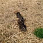 Derek Poe - @beaver_pelts - Instagram
