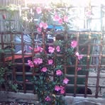Derek Randles - Facebook